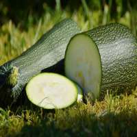 ZUCCHINI GREEN