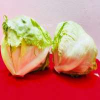 ICE BERG LETTUCE
