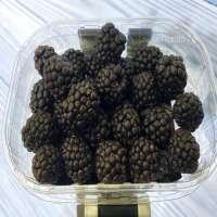 Fresh Blackberry