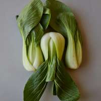 BOK CHOY