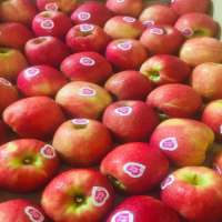 Apple Pink lady